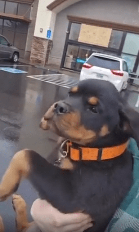 출처 : Reddit / 비 오는날의 강아지