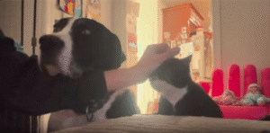 이제 내 차례야! 개와 고양이의 쓰다듬기 경쟁