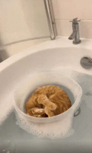 고양이의 바다 탐험?! 떠다니는 작은 보트 속에서