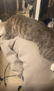 고양이의 최적의 안식처?! 주인의 등에 착 달라붙다