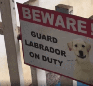 개 조심?… 그런데 이 개는 왜 이러고 있죠?