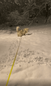 캄캄한 눈밭 위에서 펼쳐지는 개의 신나는 순간