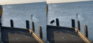 물속으로 뛰어든 용감한 구조견