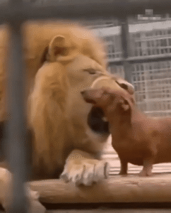 이 조합 실화?! 숫사자와 강아지의 뜻밖의 우정