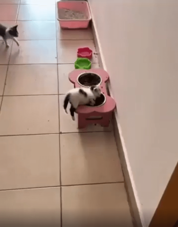 출처 : Reddit / 새끼 고양이가 사료 그릇 위에서 자고있다.