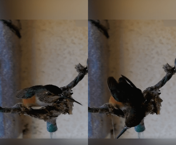 출처 : Reddit / 벌새 한마리가 둥지를 짓고 있다