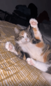 장난을 걸어오는 주인, 그리고 반응하는 고양이