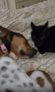 개의 얼굴을 부비고 핥으며 애착을 보이는 고양이