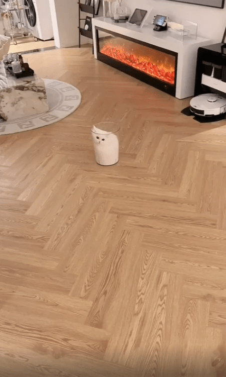 출처 : Reddit / 고양이가 플라스틱 통에 들어가있다.