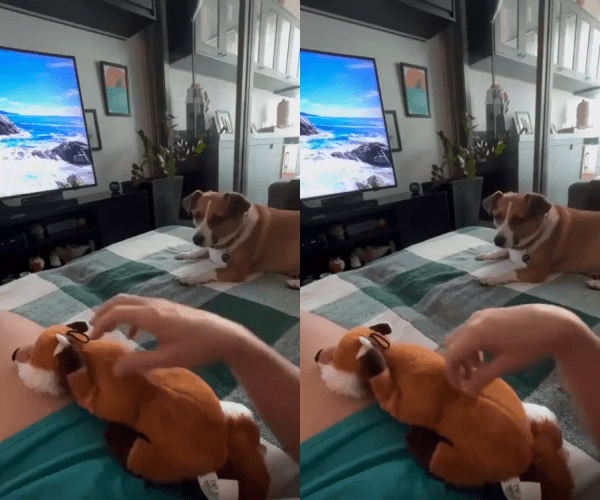 출처 : Reddit / 인형을 쓰다듬고 있는 주인