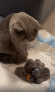 고양이 엄마, 깊은 생각에 잠기다… 육아란 쉽지 않다!