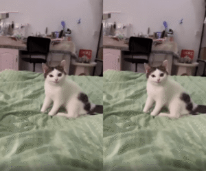 묘한 표정을 짓고 있는 고양이, 과연 무슨 생각 중일까?