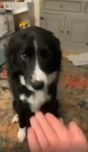 같은 손짓, 다른 반응! 강아지들의 극과 극 성격 차이