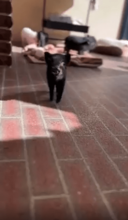 출처 : Reddit / 작은 검은 새끼 돼지가 걸어온다