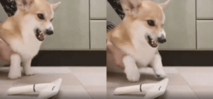 화난 강아지, 빗질 한 번에 순식간에 풀렸다!