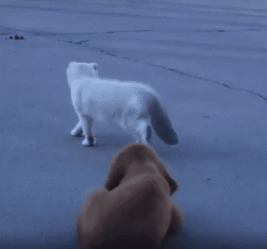 들킨 건가…? 고양이를 쫓던 강아지의 능청스러운 연기