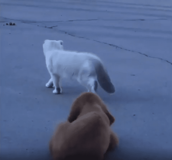 출처 : Reddit /  강아지 와 고양이가 있다