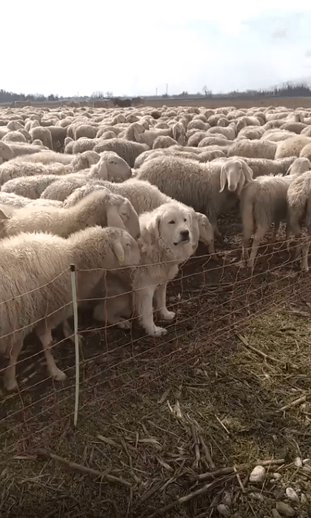 출처 : Reddit / 양들 사이에 하얀 개 한마리가 있다