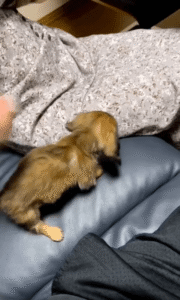 닥스훈트 자석! 주인의 무릎은 피할 수 없는 운명?