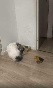 고양이와 앵무새의 사료 전쟁