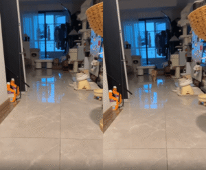 새벽, 늦은 귀가에 서운한 고양이