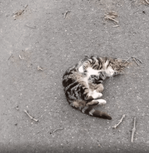 소들의 시선 집중! 고양이의 수상한 몸짓