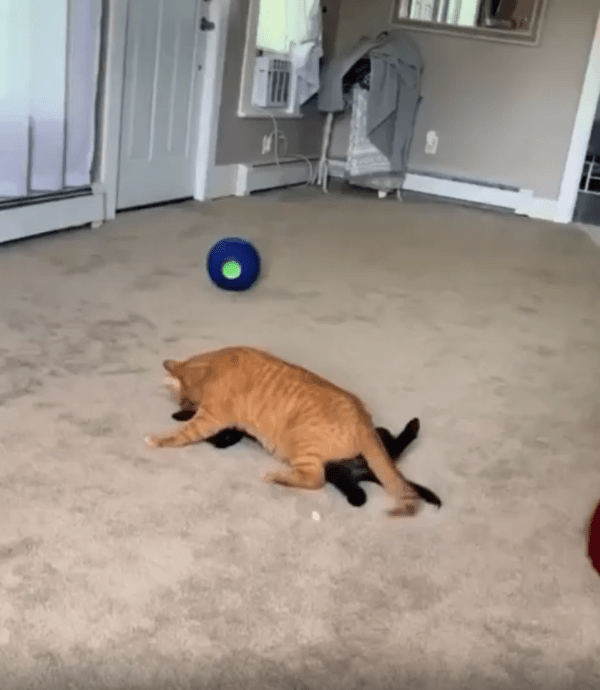 출처 : Reddit / 고양이와 개가 겹친듯 누워있다