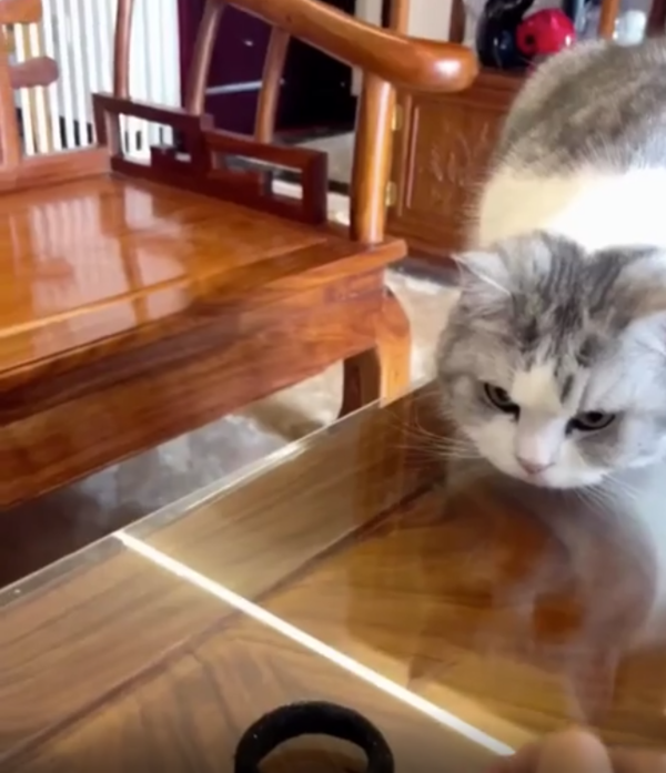 출처 : Reddit / 테이블 위에 고양이