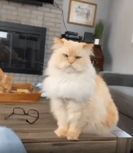 예의 바른 고양이의 요구!