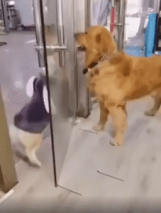 타임아웃 선언?! 강아지들의 신기한 규칙