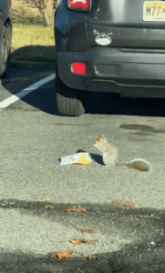 다람쥐의 집념! 과자 봉지는 놓칠 수 없다