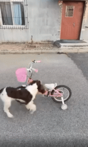 강아지 라이더의 등장! 자전거도 문제없다