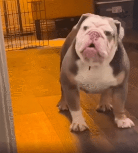 “배고픔은 참을 수 없어!” 늦은 밥에 항의하는 불독