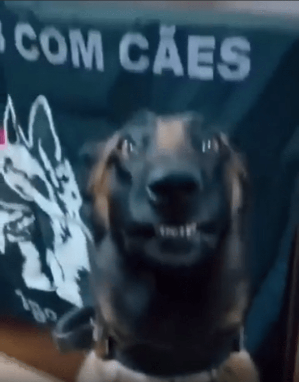 출처 : Reddit / 개한마리가 웃으며 당당하게 서있다