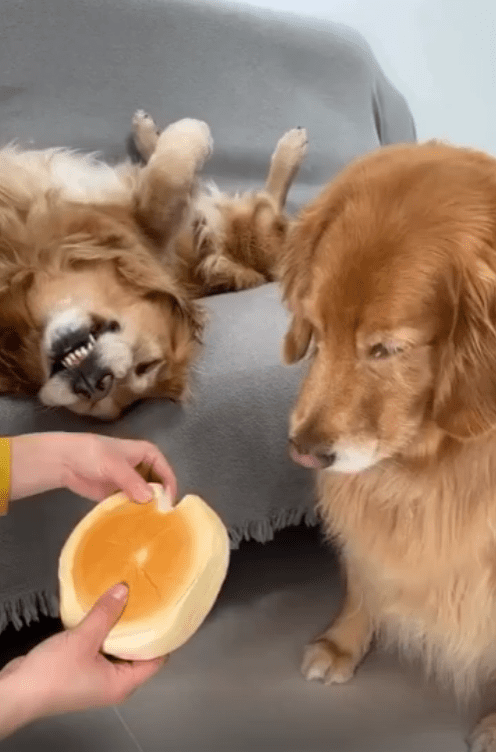 출처 : Reddit / 주인이 큰빵에서 한쪽을 떼주려 한다