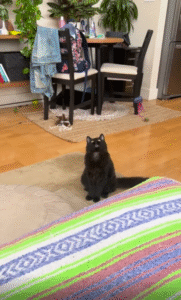 “저게 뭐야…?” 천장 선풍기를 처음 본 고양이의 반응