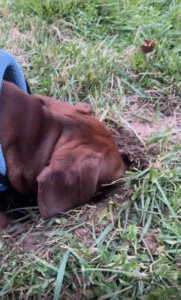 “여기에 뭔가 있다!” 닥스훈트의 열정적인 발굴 작업