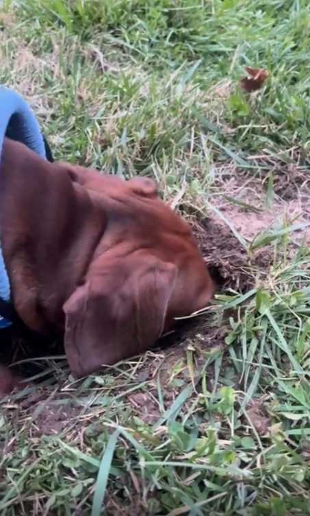 출처 : Reddit / 닥스훈트가 파인 땅에 얼굴을 파묻었다