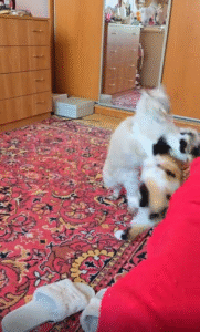 “오늘도 평화는 없다!” 티격태격하는 고양이들의 신경전