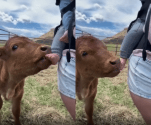 “이게 진짜 맛있는 거야?” 아기 발에 관심을 보이는 소