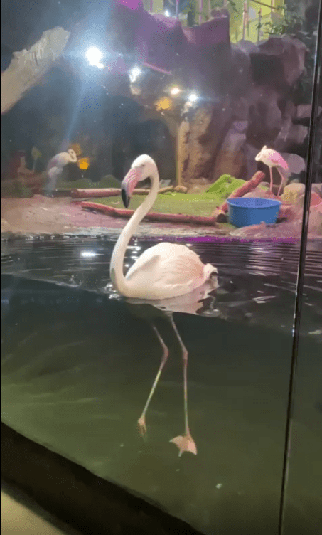 출처 : Reddit / 유리벽 너머로 물위에 떠있는 학이있다