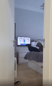 “이건 끝날 때까지 꺼지면 안 돼!” TV 꺼지자 화난 강아지들