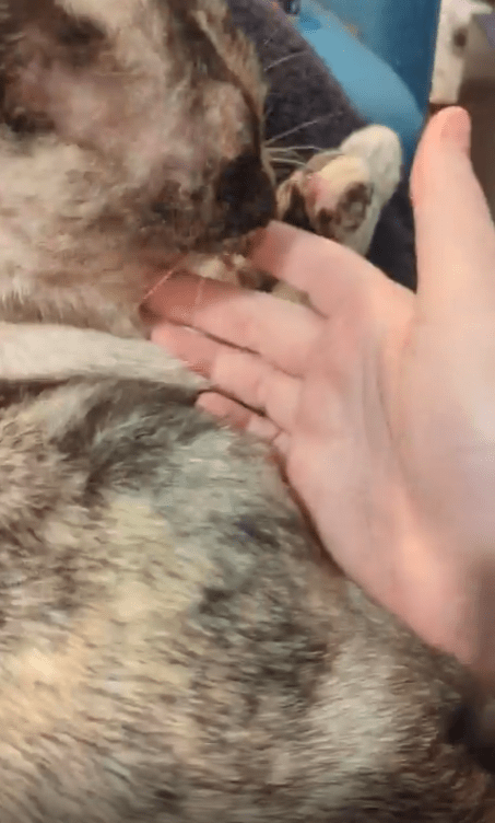 출처 : Reddit / 주인의 손을 열심히 핥는 고양이