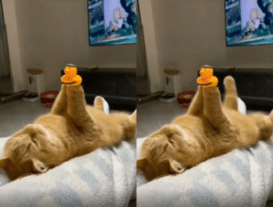 작은 오리 친구와 함께 편안하게 누운 고양이