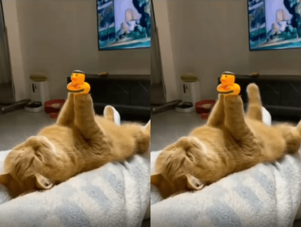 출처 : Reddit /  무릎에 등을 대고 누워서 오리인현을 받치고 있는 고양이