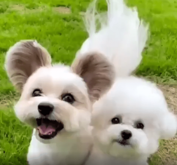 출처 : Reddit / 풀밭위의 두 강아지가 있다