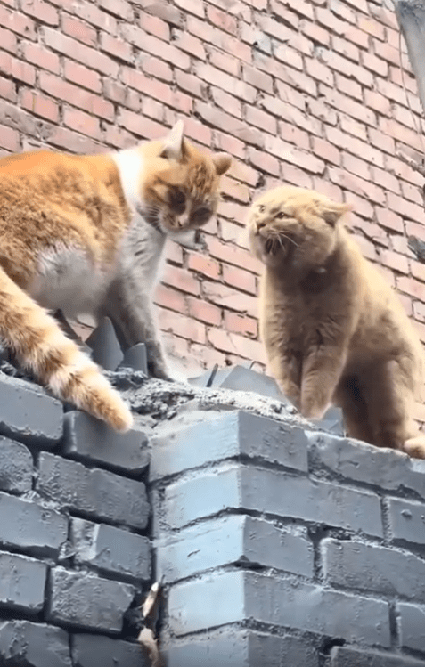 출처 : Reddit / 두 고양이가 싸울듯 이 대치중이다