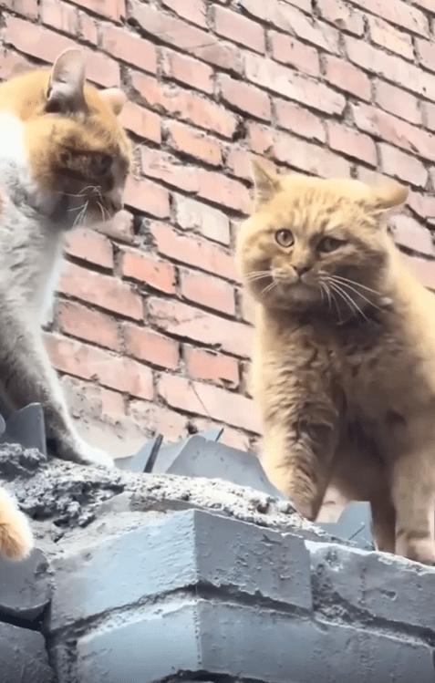 출처 : Reddit / 연이어 고양이 소리를 내자 조금 당황하는 눈치다