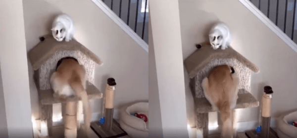 출처 : Reddit / 고양이의 집을 들어가려는 덩치가 작지 않은 개