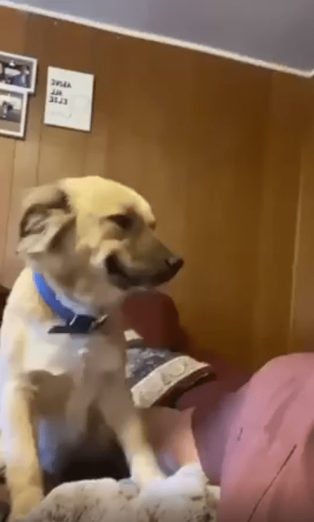 출처 : Reddit / 입양된 강아지가 표정을 숨기지 못하고 있다